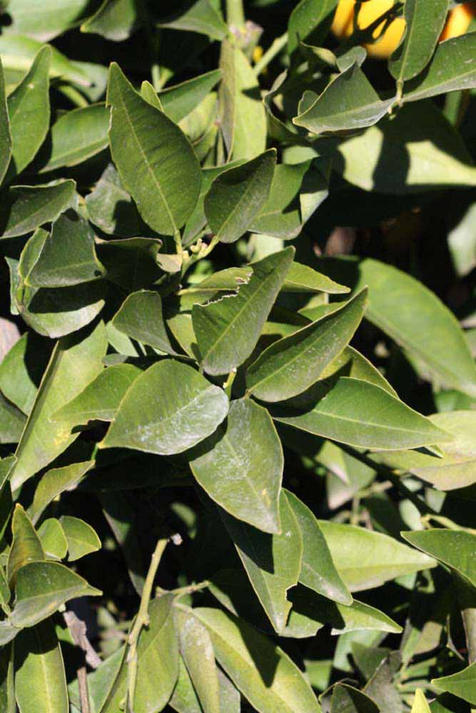            Sun leaves (Riverside, CA)   